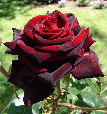 Троянда чайно-гібридна Блек Меджік (Фасовка: 1 шт) 10159822-0_vysota- фото