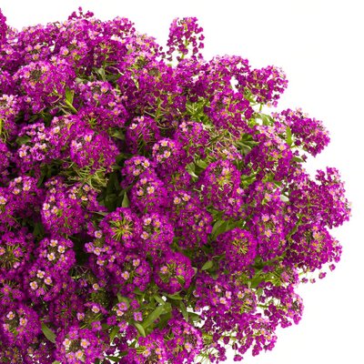 Лобулярія (Алиссум) Пурпурна 104032fasovka-0_color-48 фото