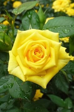 Троянда чайно-гібридна Кінгс Рамсон 10166722-0 фото