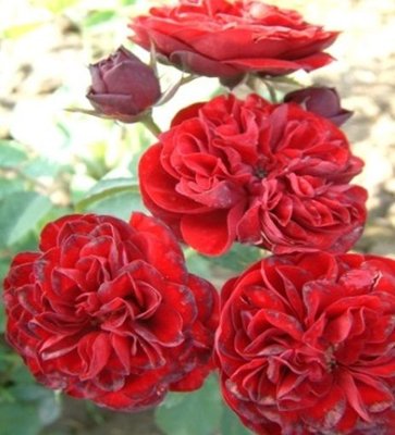 Троянда поліантова Кордула (Фасовка: 1 шт) 10167322-0 фото
