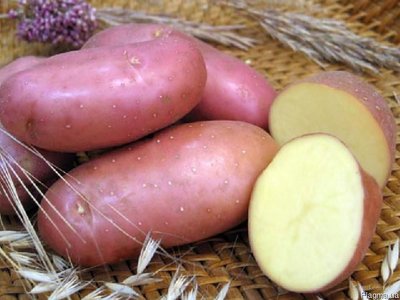 Картопля Ред скарлет (Фасовка: 5 кг; Колір: червоний) 105222 фото