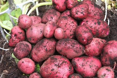 Картопля Фламенко (Фасовка: 5 кг) 105251 фото