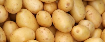 Картопля Ероу 105264 фото
