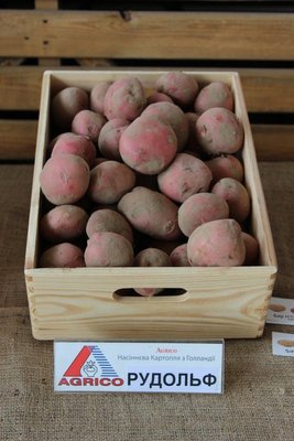 Картопля Рудольф (Фасовка: 2,5 кг) 105308fasovkaOvoshi-0 фото