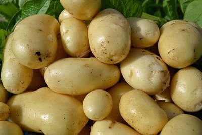 Картопля Імпала (Фасовка: 2,5 кг) 105314 фото