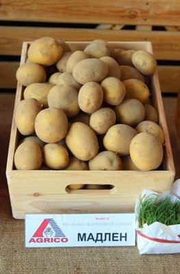 Картопля Мадлен (Фасовка: 2,5 кг) 105351fasovkaOvoshi-0 фото