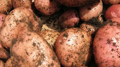 Картопля Мемфіс (Фасовка: 5 кг) 104299 фото