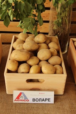 Картопля Воларе (Фасовка: 2,5 кг) 105354fasovkaOvoshi-0 фото