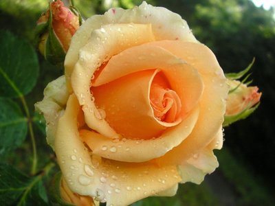 Троянда чайно-гібридна Версілія (Фасовка: 1 шт) 10161622-0_vysota- фото