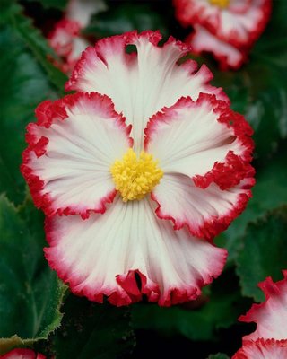 Бегонія Магріната біло-червона - Marginata white-red 108589fasovka-0 фото