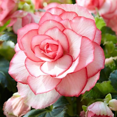 Бегонія Бутон де Росе - Bouton de Rose pink-white 108590fasovka-0_color-60 фото