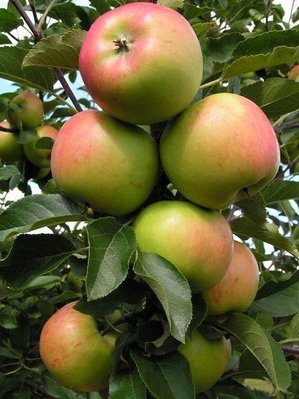 Яблуня Топаз 101508vysota- фото