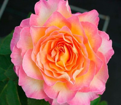 Троянда чайно-гібридна Горджес (Фасовка: 1 шт) 10164522-0 фото