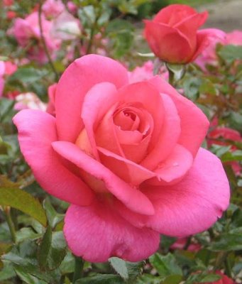 Троянда флорібунда Марко (Фасовка: 1 шт) 101440color-4_22-0 фото