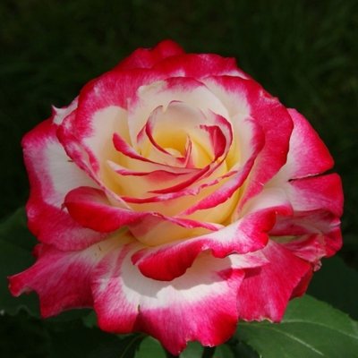 Троянда чайно-гібридна Дабл Ділайт (Фасовка: 1 шт) 10144122-0 фото