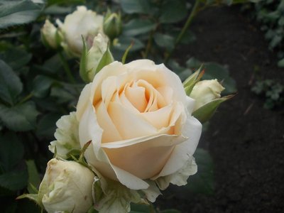 Троянда чайно-гібридна Троянда Аваланж (Фасовка: 1 шт) 10144322-0_vysota- фото