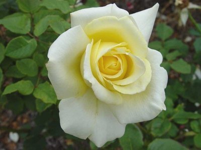Троянда чайно-гібридна Еліна (Фасовка: 1 шт) 10150722-0_vysota- фото