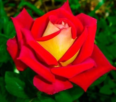 Троянда чайно-гібридна Люстіге (Фасовка: 1 шт) 10151522-0_vysota- фото