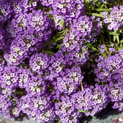 Лобулярія (Алиссум) Фіолетовий король (Фасовка: 5 г; Колір: фіолетовий) 103156fasovka-0_color-31 фото