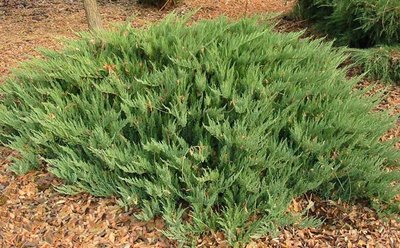 Ялівець козацький Тамарісціфолія (Tamariscifolia) 10166122-0 фото