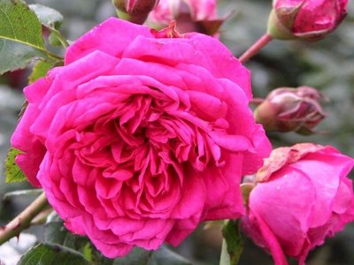 Троянда Кордес Лагуна 10156422-0_vysota- фото