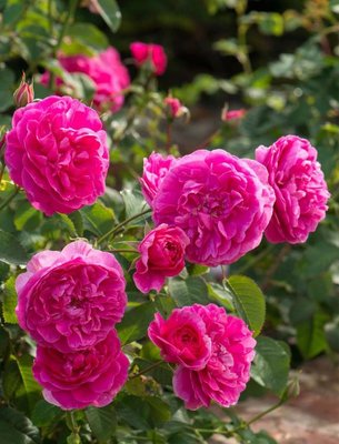 Троянда англійська Мерлін 10165022-0_vysota- фото