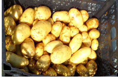 Картопля Бюррен (Фасовка: 5 кг) 104655 фото