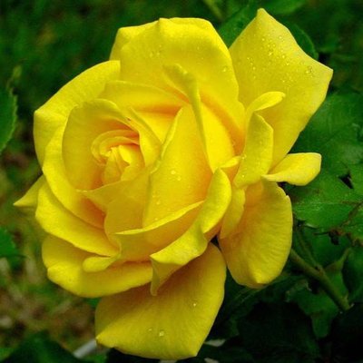 Троянда чайно-гібридна Заздрість 10165722-0_vysota- фото