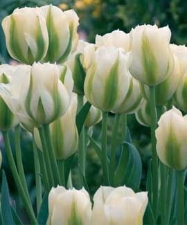 Тюльпан Spring Green 101538fasovka-0 фото