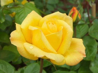 Троянда флорібунда Артур Белл (Фасовка: 1 шт) 10165922-0_vysota- фото