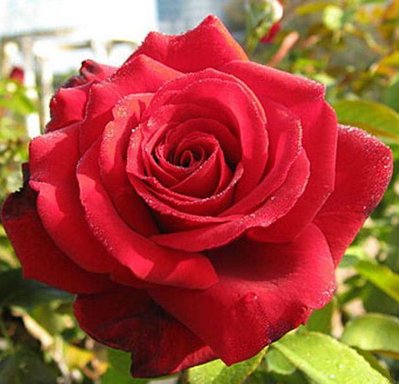 Троянда чайно-гібридна Роял Вільямс 10166422-0 фото
