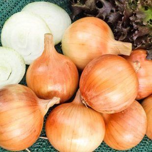 Цибуля сіянка Шекспір (TOP Onion) 108207 фото