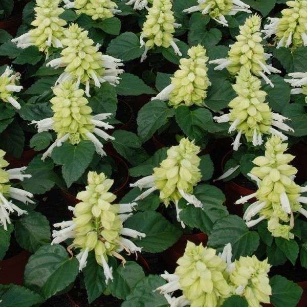 Сальвия блестящая Редди 101554 фото