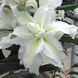 Емпресс - Empress 109233 фото 3
