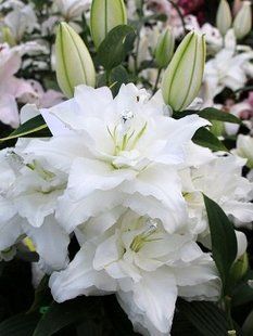 Боул оф Бю" ті -Bowl of Beauty 107658 фото