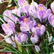 Крокус Pickwick 108965 фото 5