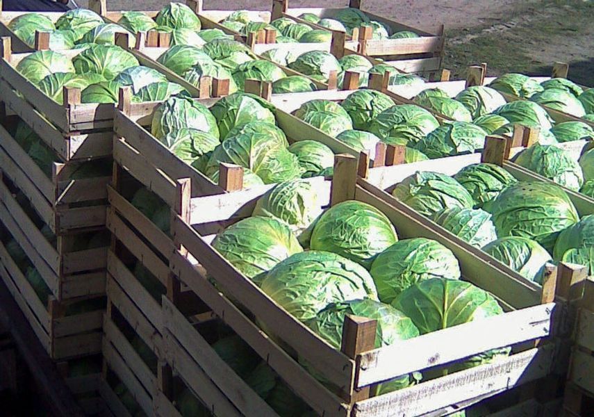 Капуста Пандион F1 (Фасовка: 2 500 шт) 105208 фото