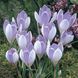 Крокус Vanguard 108966 фото 5
