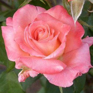 Троянда чайно-гібрина рожева Solo Pink 108796 фото