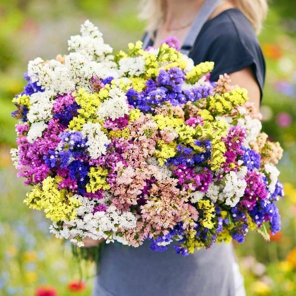 Статиця виїмчаста Пасіфік суміш 109576 фото
