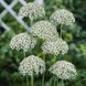 Nigrum Multibulbosum 108968 фото 6