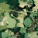 Антракол 70 WG в.г. 101259 фото 7