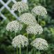 Nigrum Multibulbosum 108968 фото 9
