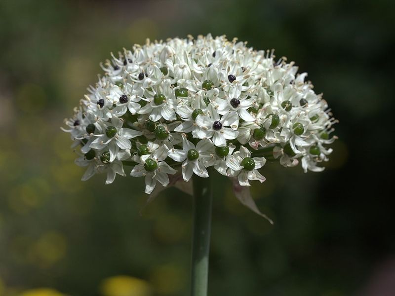 Nigrum Multibulbosum 108968 фото