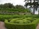 Бірючина звичайна Лодензе 102786 фото 5