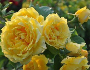 Троянда плетиста жовта Family Yellow 109035 фото