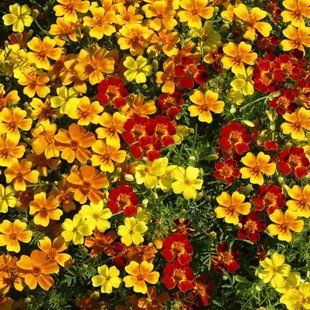 Чорнобривці дрібноквіткові Палаюча зірка 103416 фото