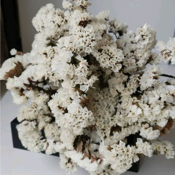 Статиця виїмчаста Айсберг (Фасовка: 0,3 г; Колір: білий) 109632 фото
