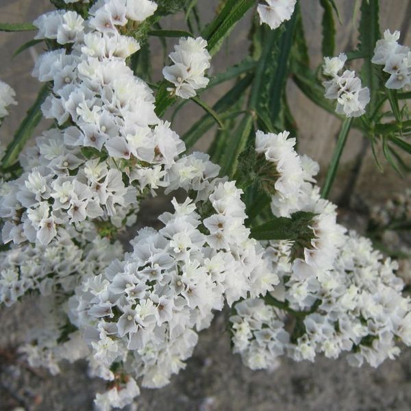 Статиця виїмчаста Айсберг (Фасовка: 0,3 г; Колір: білий) 109632 фото
