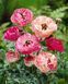 Лютик Pink пикотэ 108971 фото 5